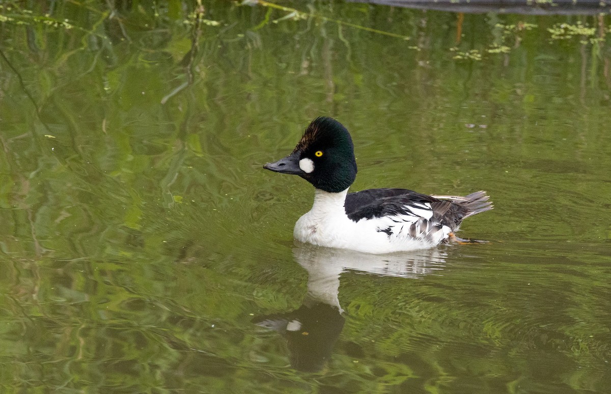 Common Goldeneye - ML638288565