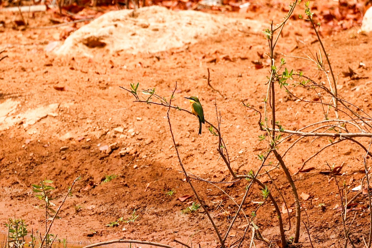 Little Bee-eater - ML638288566