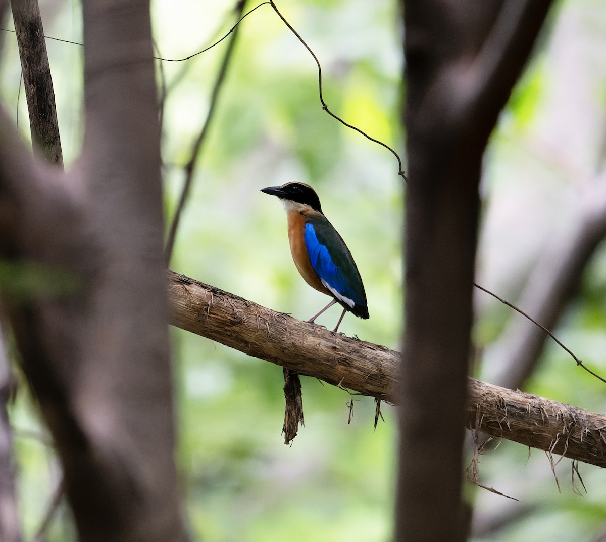 Blue-winged Pitta - ML638288571