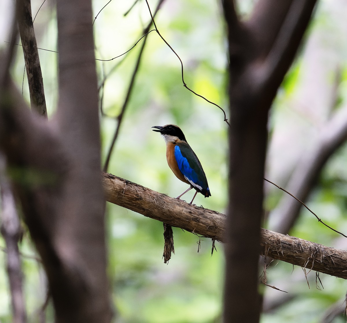 Blue-winged Pitta - ML638288572