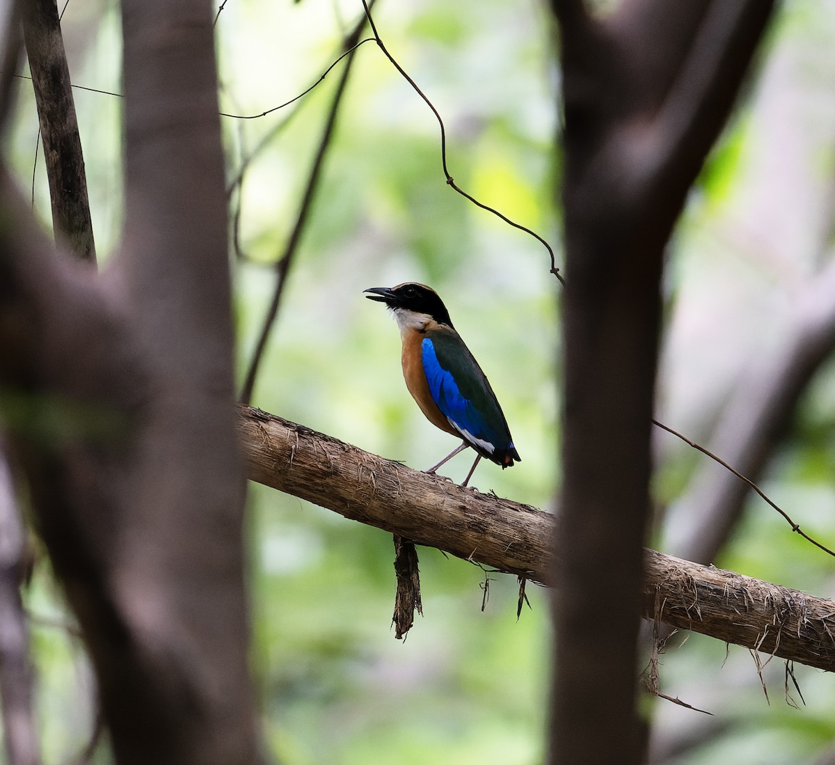 Blue-winged Pitta - ML638288573