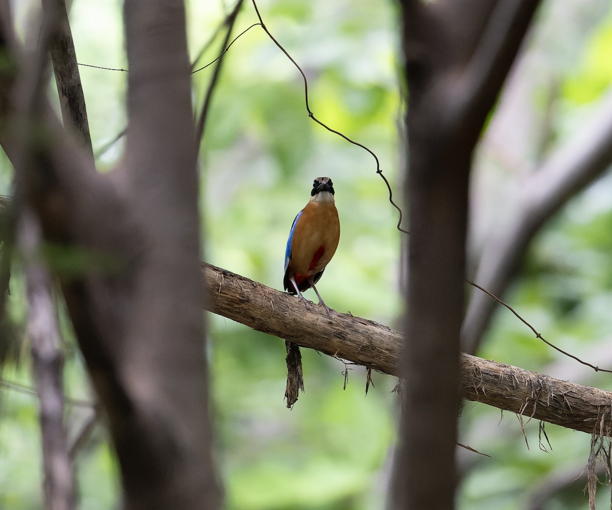 Blue-winged Pitta - ML638288574