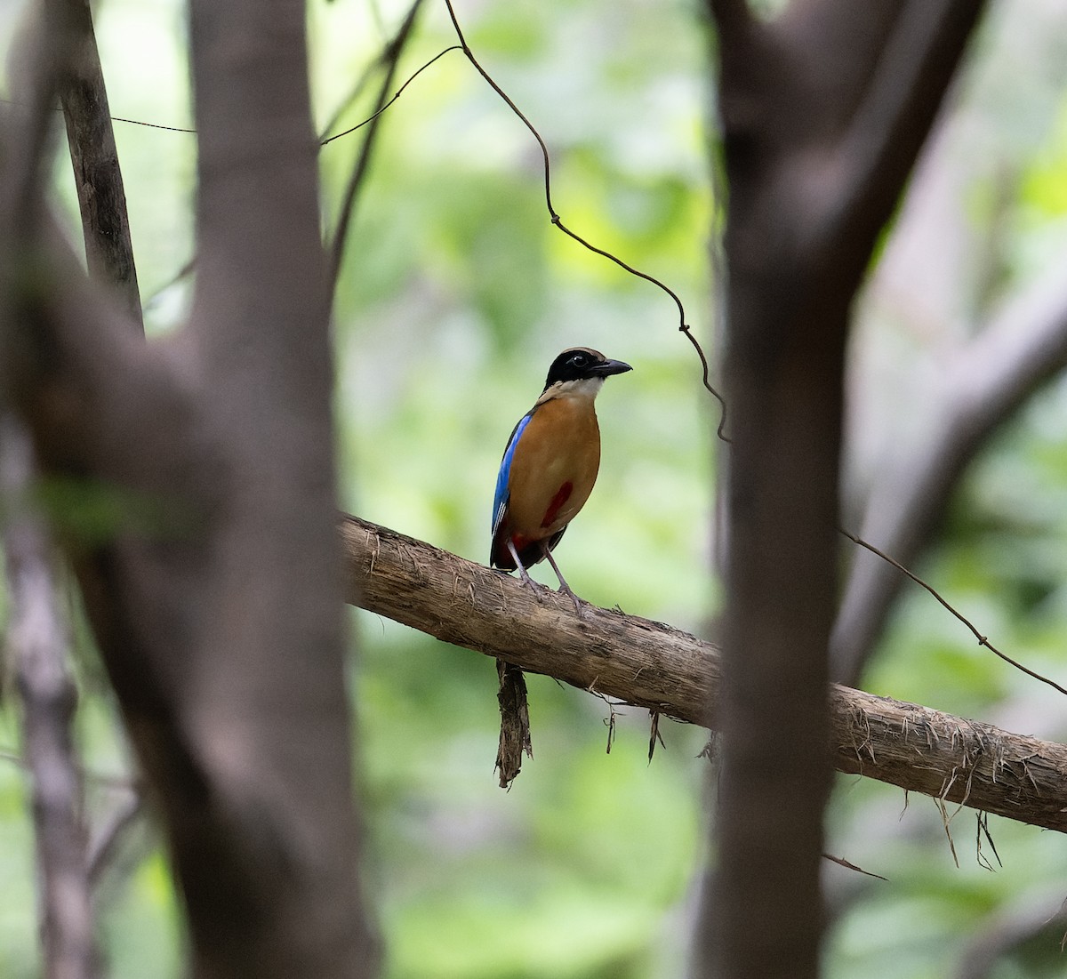 Blue-winged Pitta - ML638288575