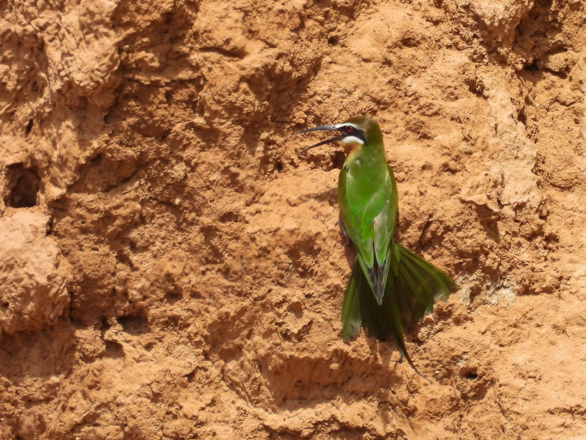 Olive Bee-eater - ML638288579