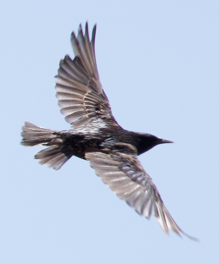 European Starling - ML638288583
