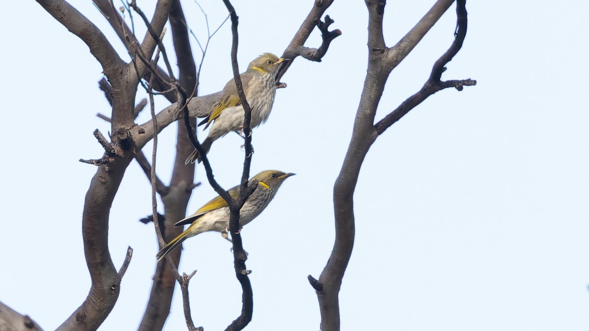 Yellow-plumed Honeyeater - ML638288585