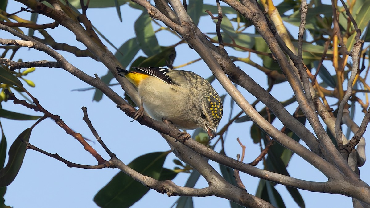 Spotted Pardalote - ML638288589