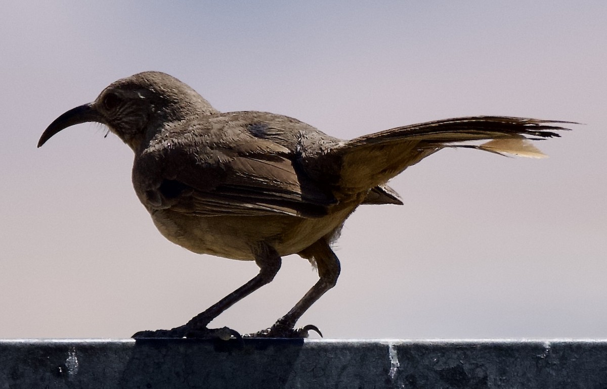 California Thrasher - ML638288590