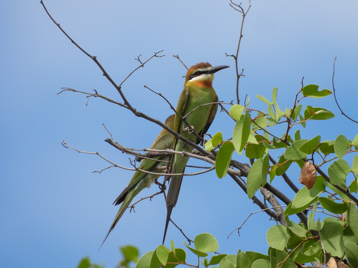 Olive Bee-eater - ML638288591