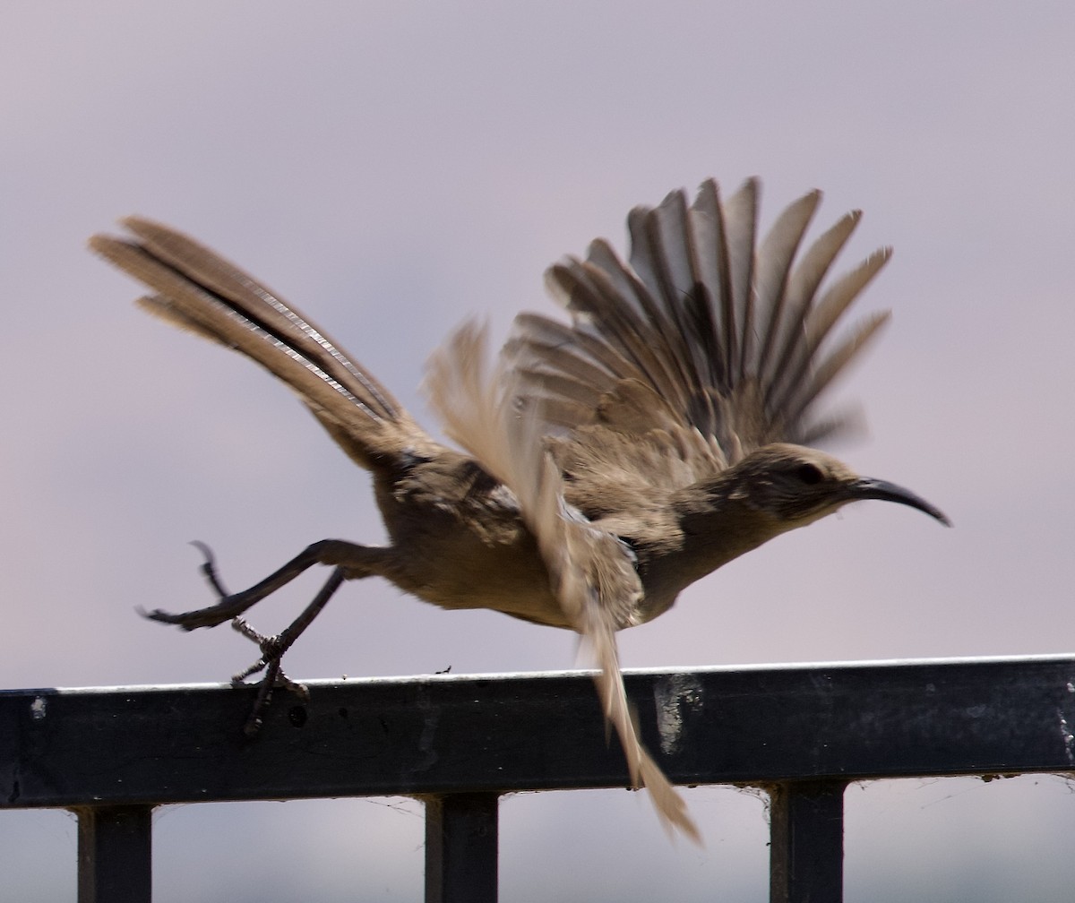 California Thrasher - ML638288595