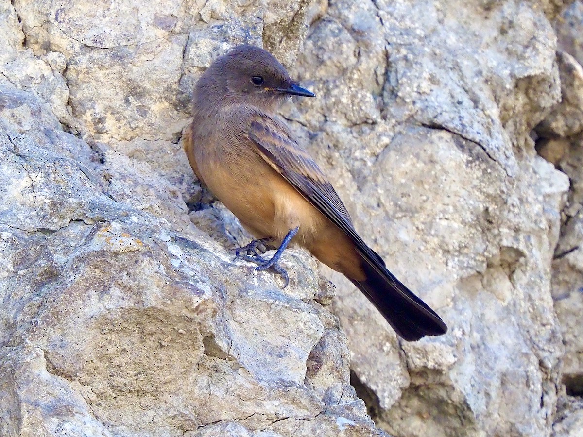 Say's Phoebe - ML638288596