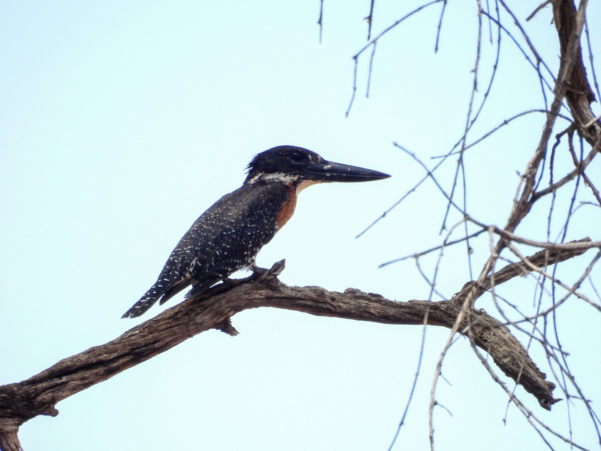 Giant Kingfisher - ML638288597