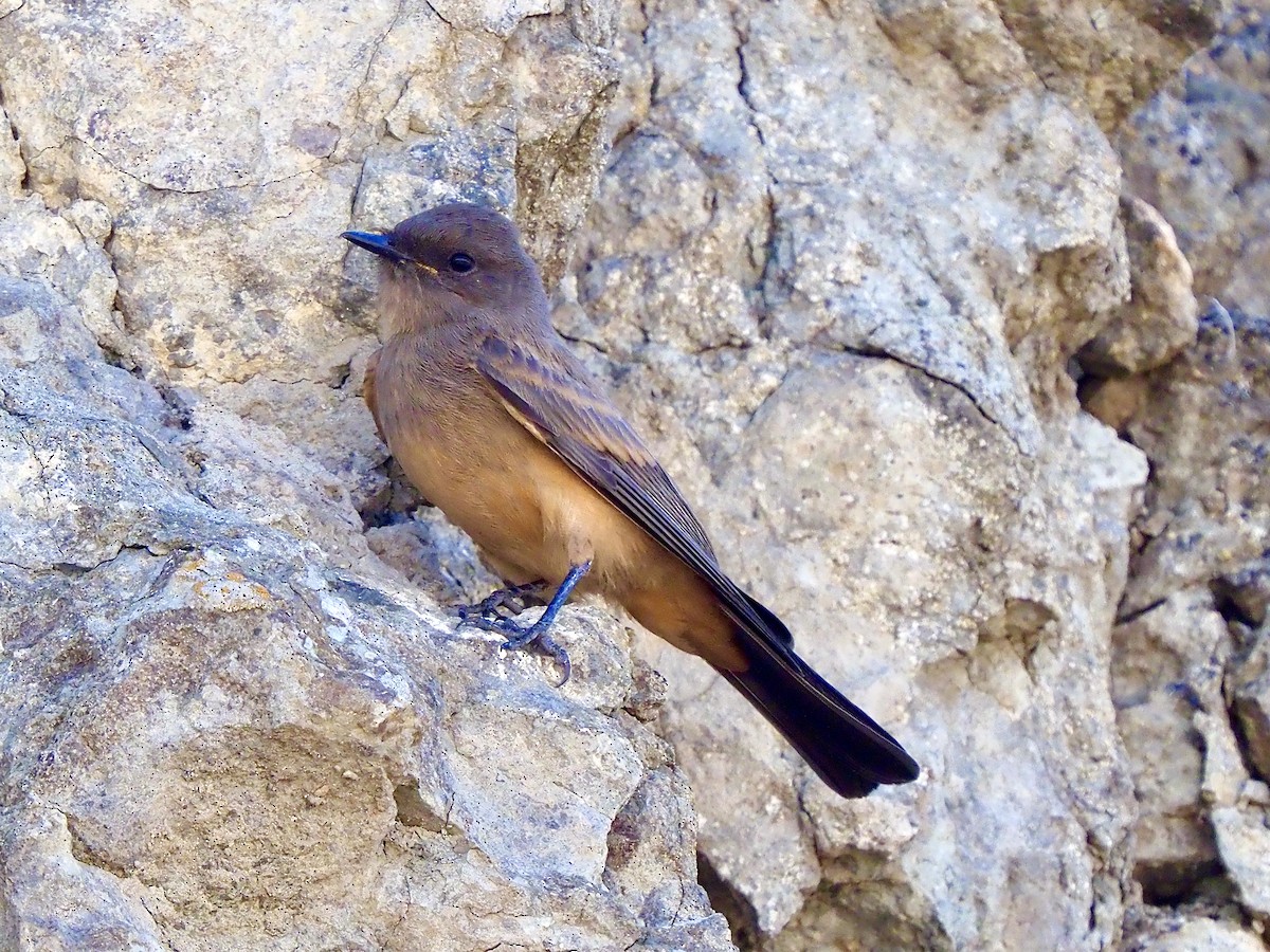 Say's Phoebe - ML638288606