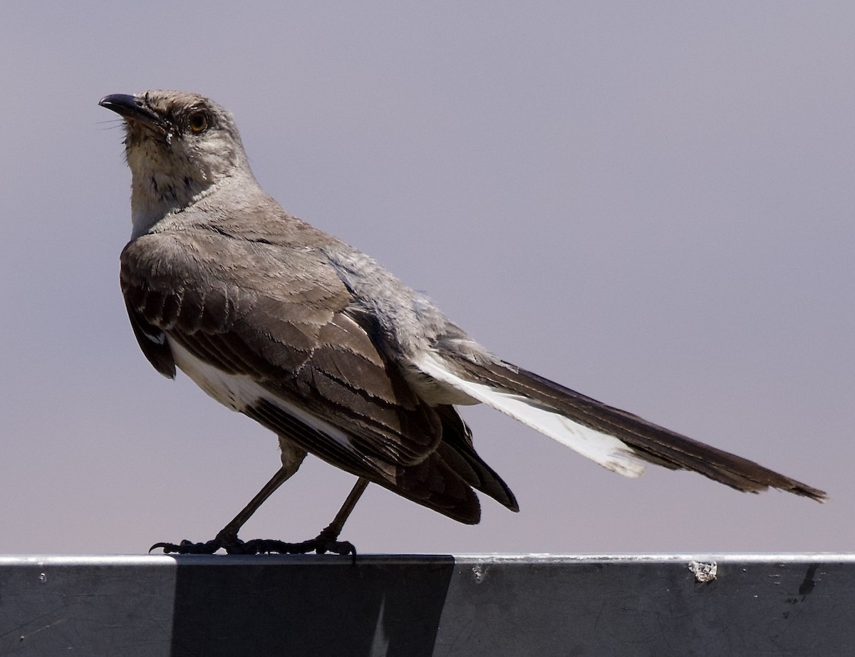 Northern Mockingbird - ML638288612