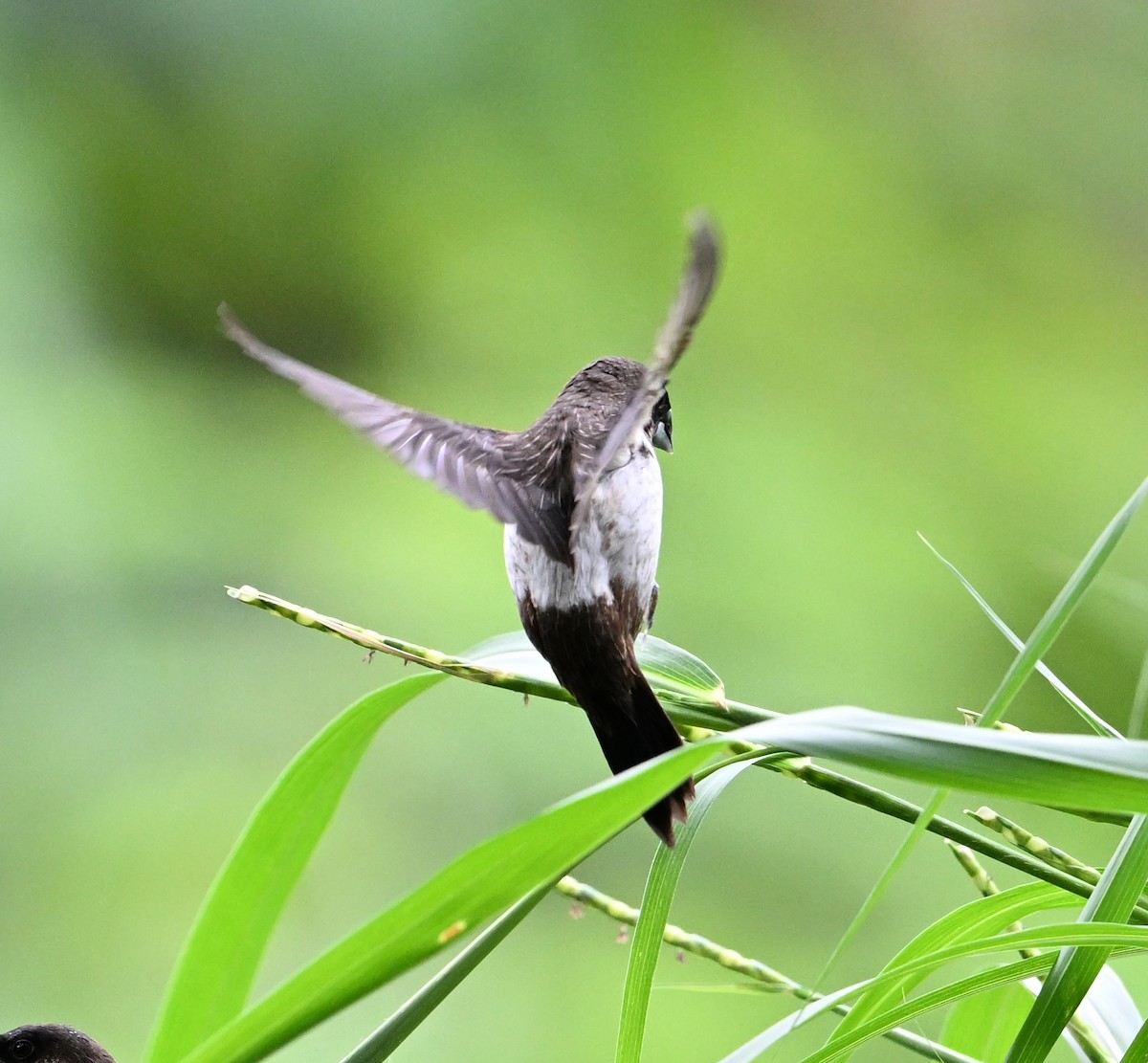 White-rumped Munia - ML638288614