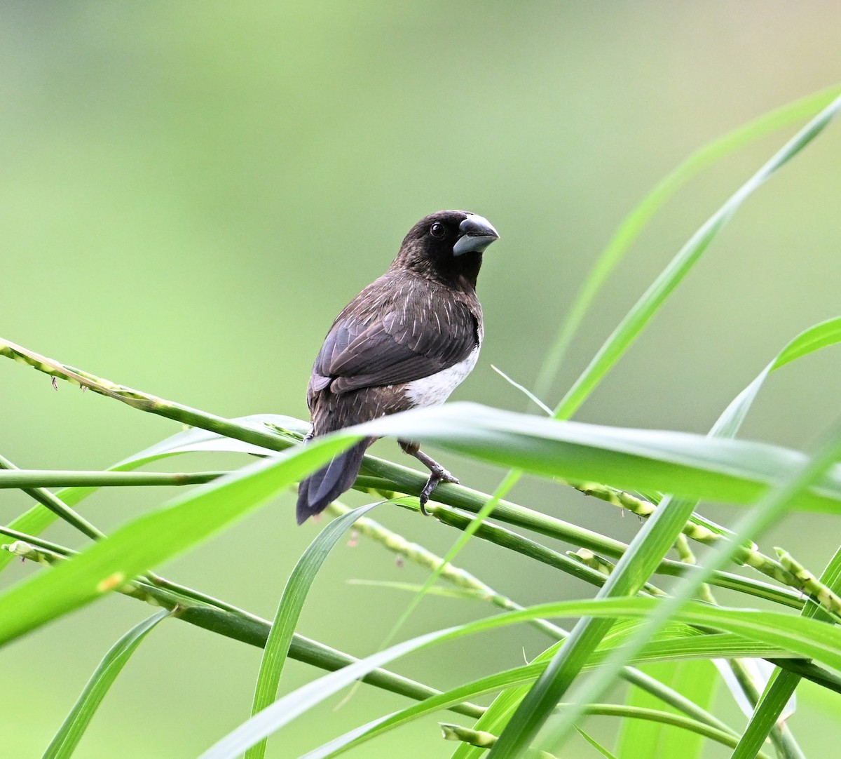 White-rumped Munia - ML638288615