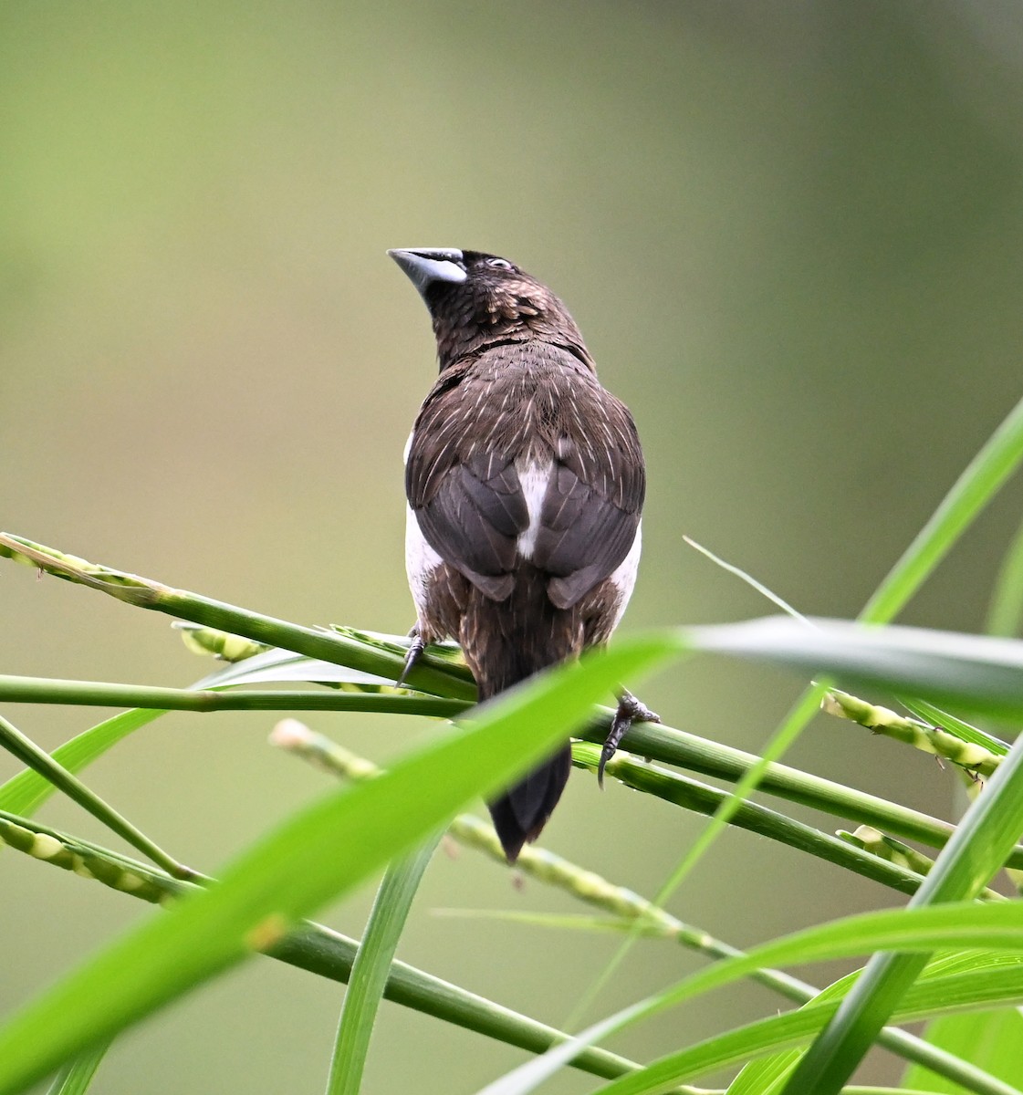 White-rumped Munia - ML638288616