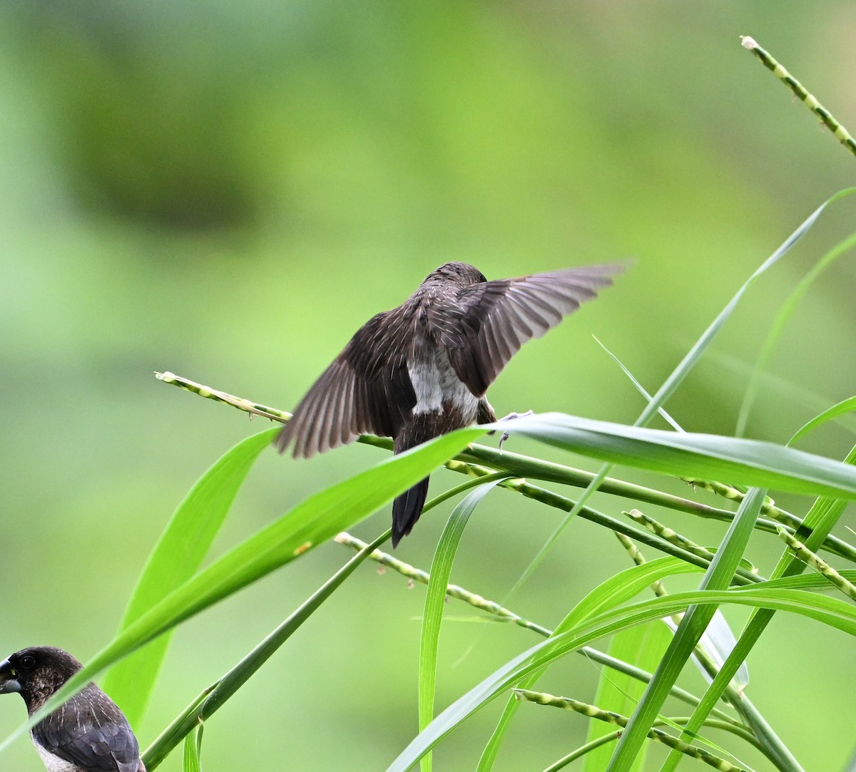 White-rumped Munia - ML638288617