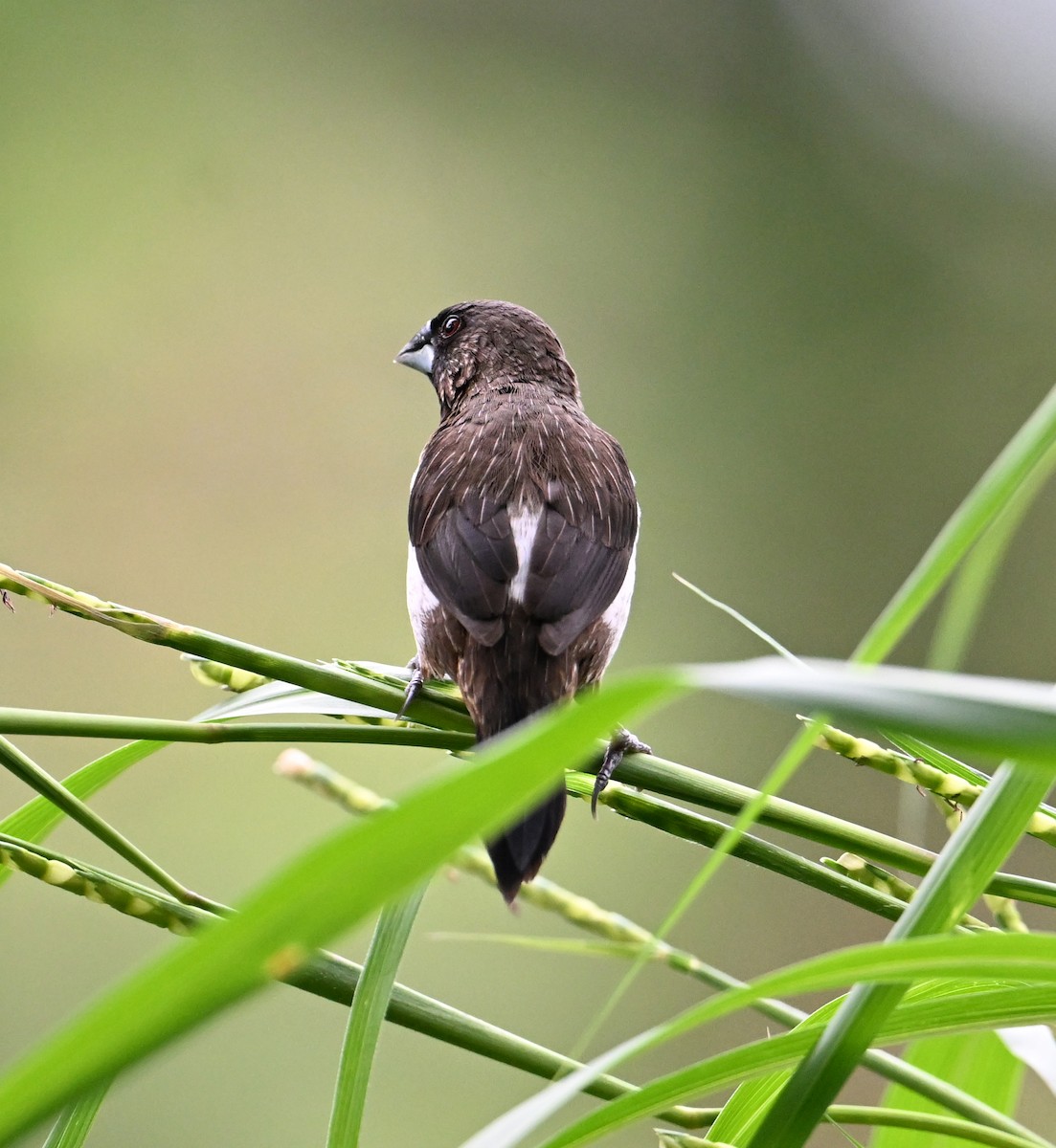 White-rumped Munia - ML638288618