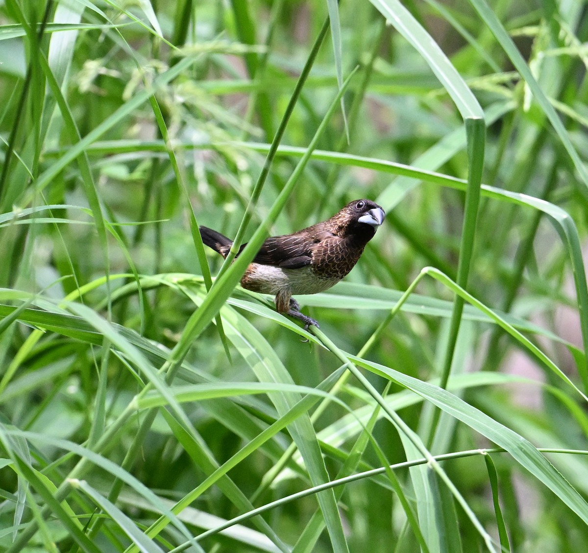 White-rumped Munia - ML638288619