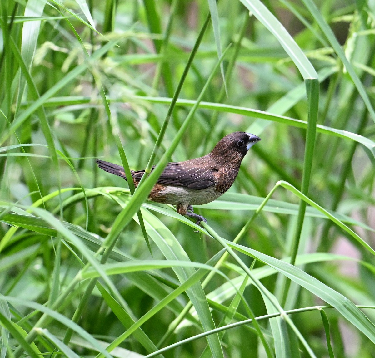 White-rumped Munia - ML638288620