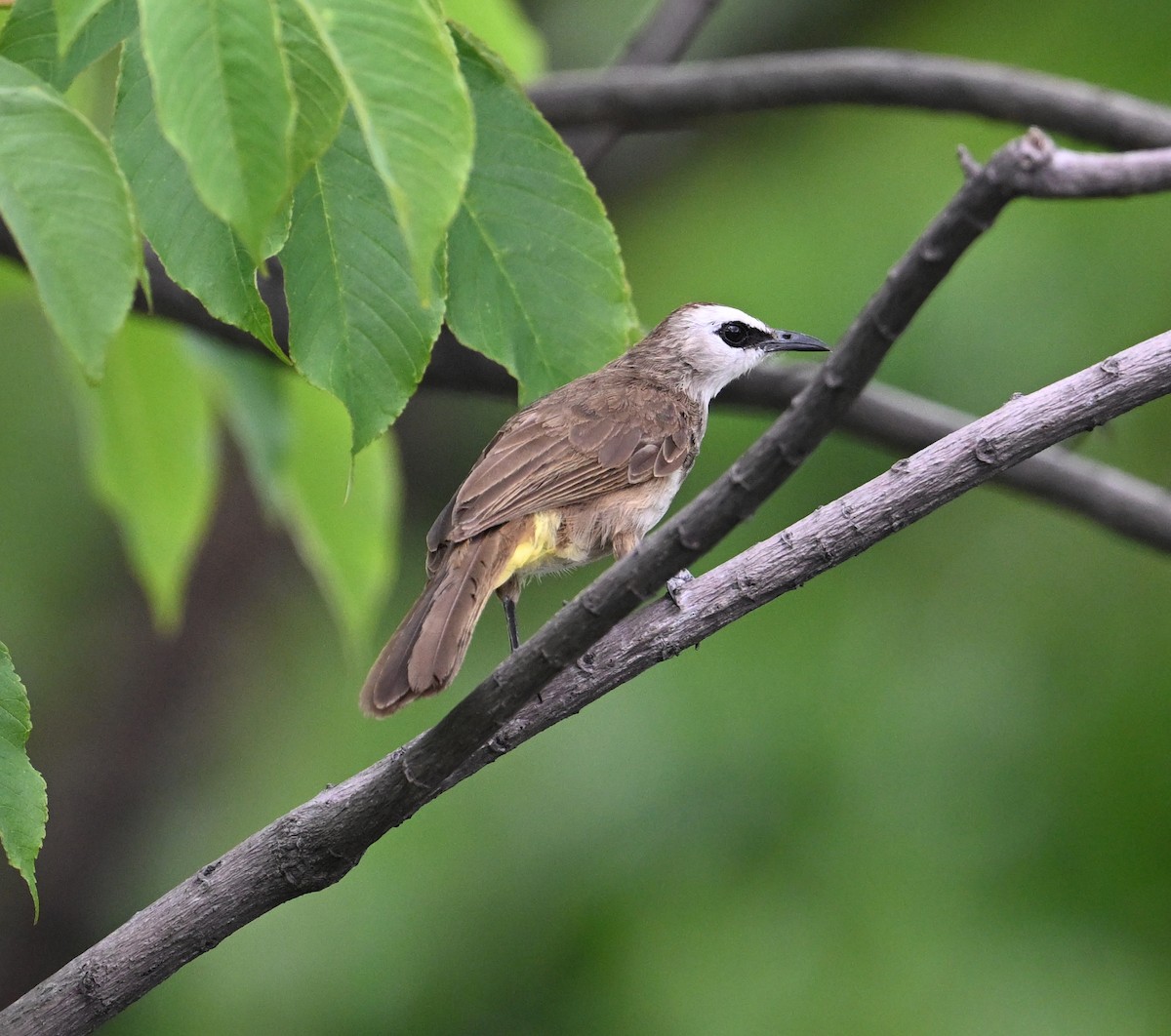 Yellow-vented Bulbul (Sunda) - ML638288621