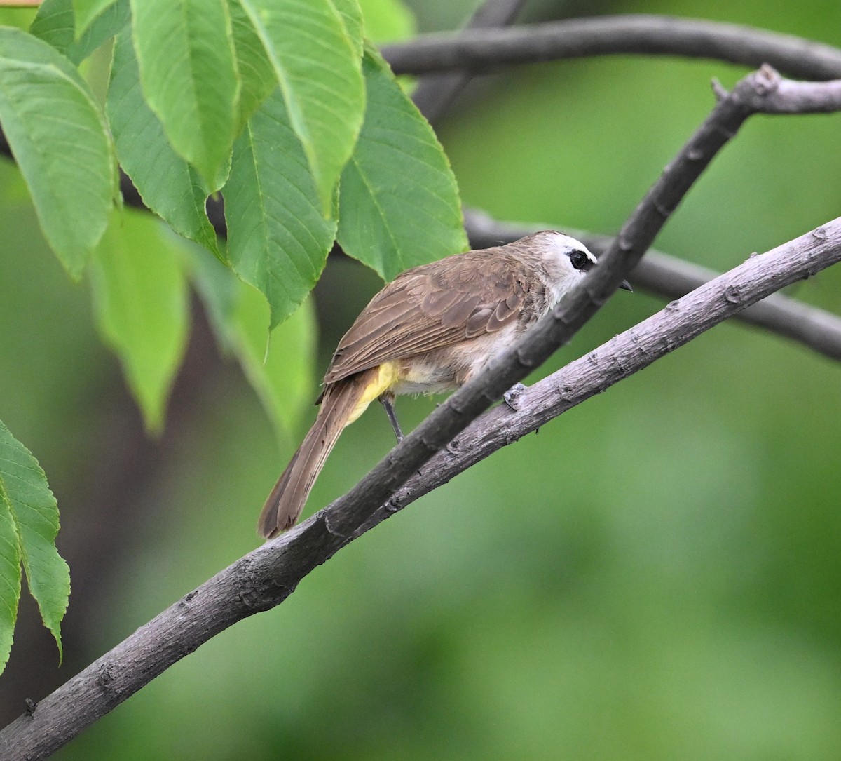 Yellow-vented Bulbul (Sunda) - ML638288622