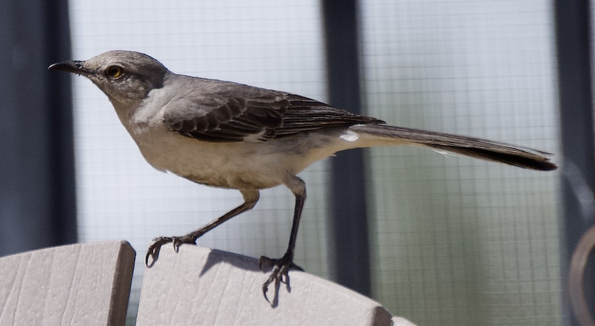 Northern Mockingbird - ML638288623