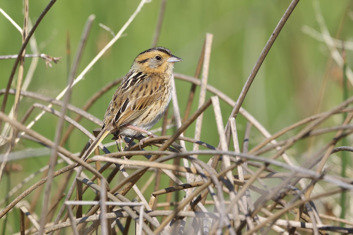Nelson's Sparrow - ML638288631