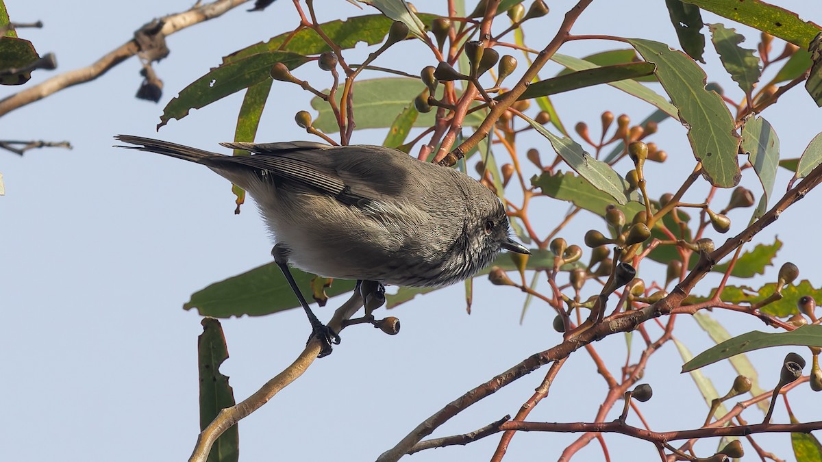 Inland Thornbill - ML638288632