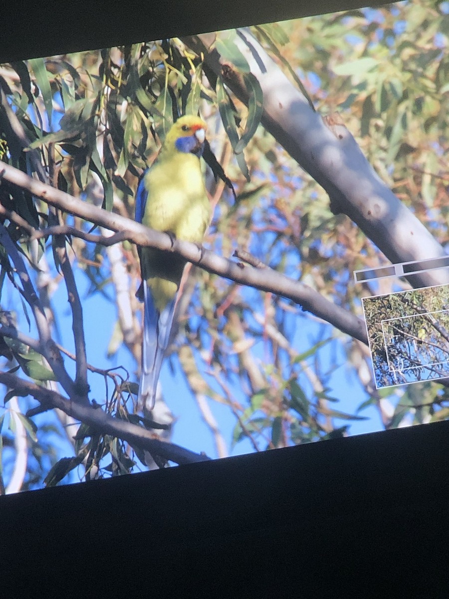 Crimson Rosella (Yellow) - ML638288637