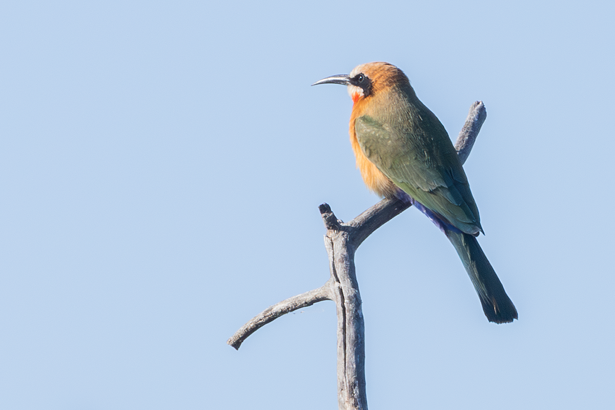 White-fronted Bee-eater - ML638288643