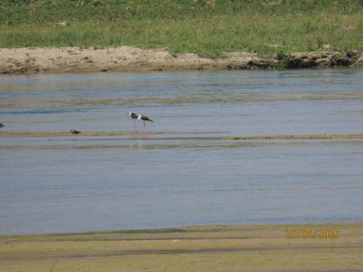 Black-winged Stilt - ML638288644