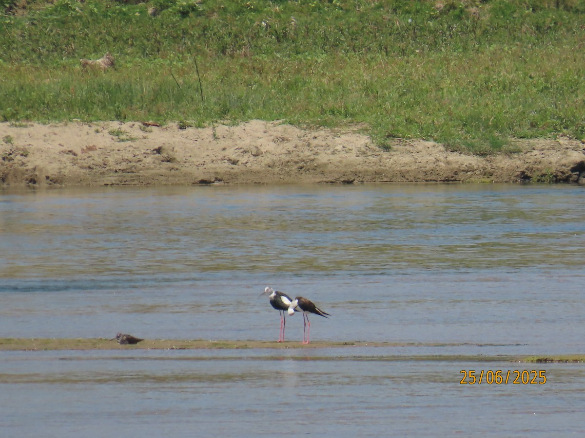 Black-winged Stilt - ML638288645