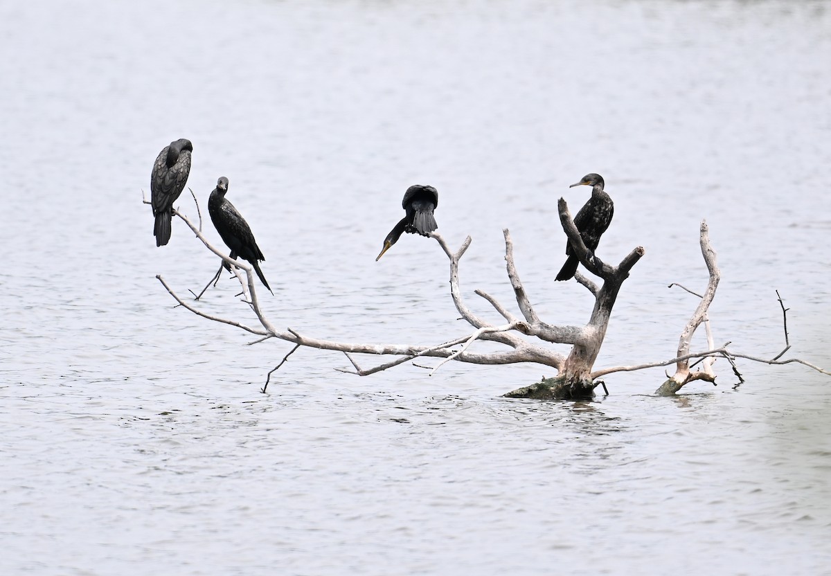 Indian Cormorant - ML638288647