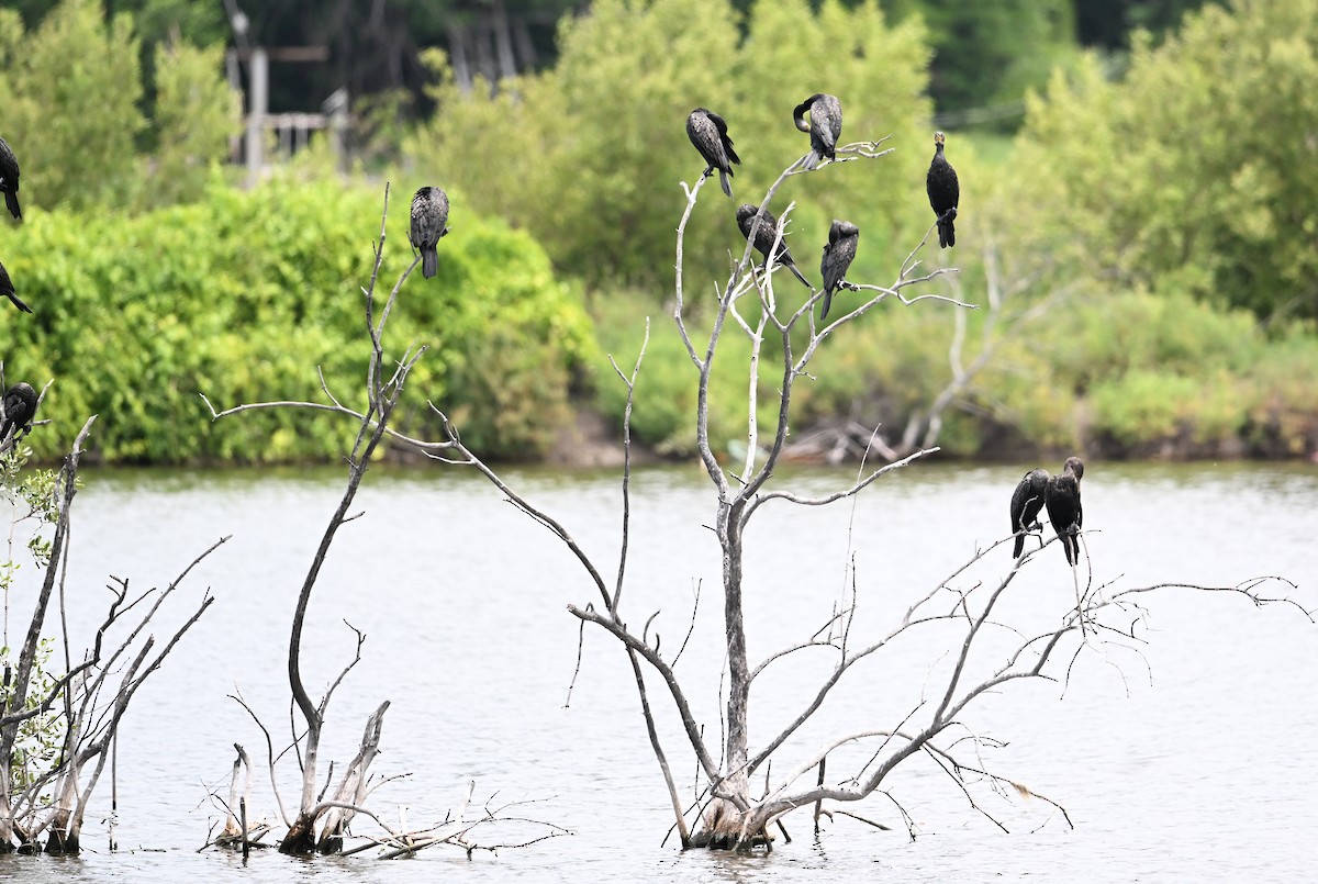 Indian Cormorant - ML638288648