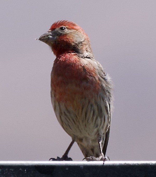 House Finch - ML638288650