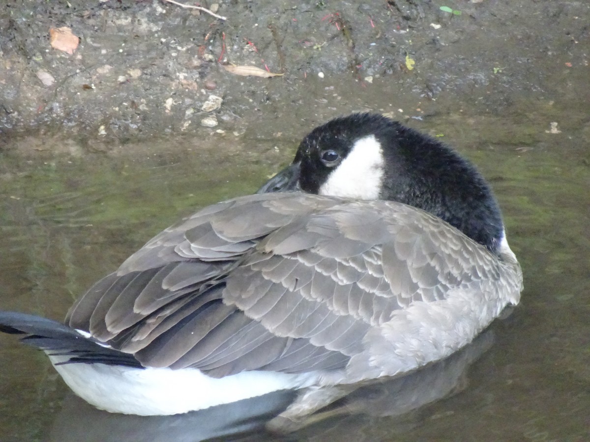 Canada Goose - ML638288651