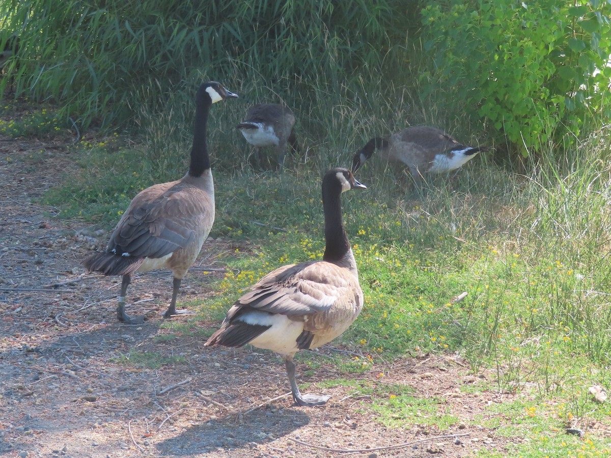 Canada Goose - ML638288652
