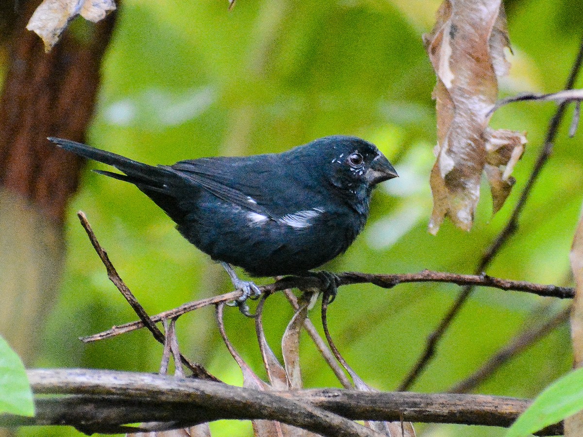 Thick-billed Seed-Finch - ML638288654