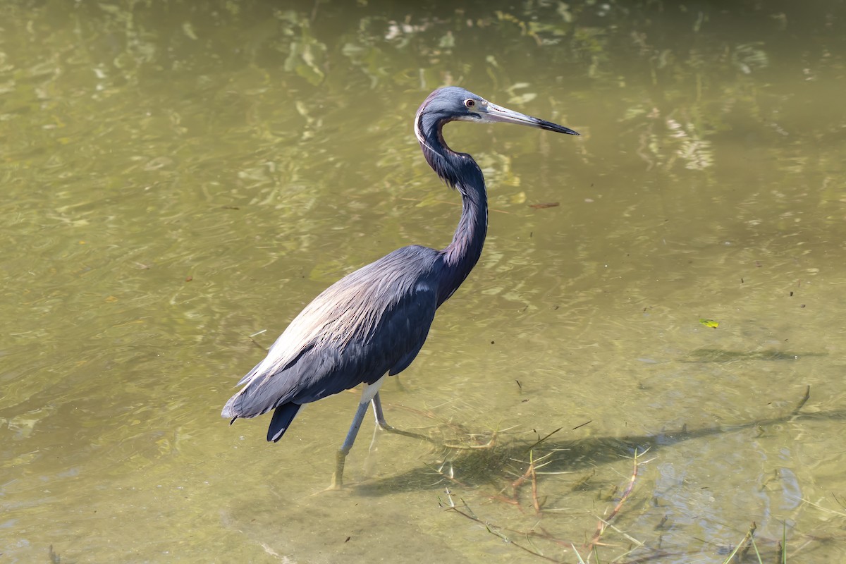 Tricolored Heron - ML638288655