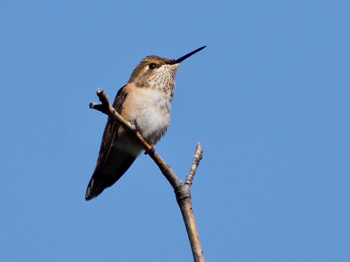 Rufous Hummingbird - ML638288656