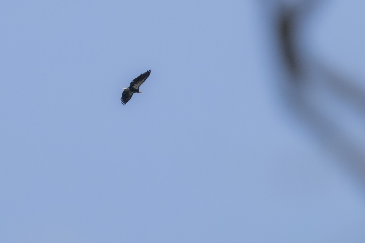 California Condor - ML638288657