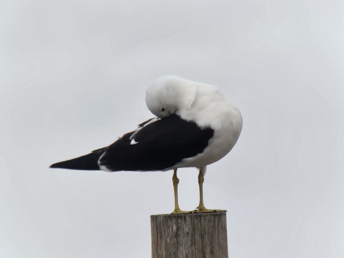 Olrog's Gull - ML638288662