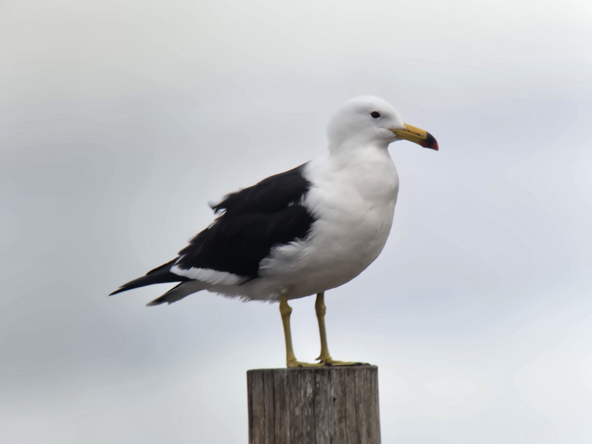 Olrog's Gull - ML638288663