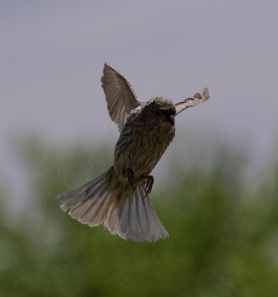 House Finch - ML638288664