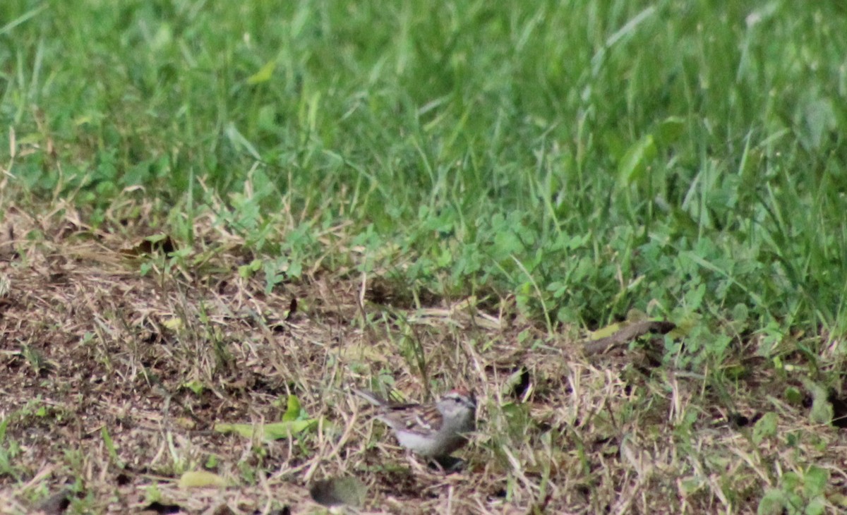 Chipping Sparrow - ML638288665