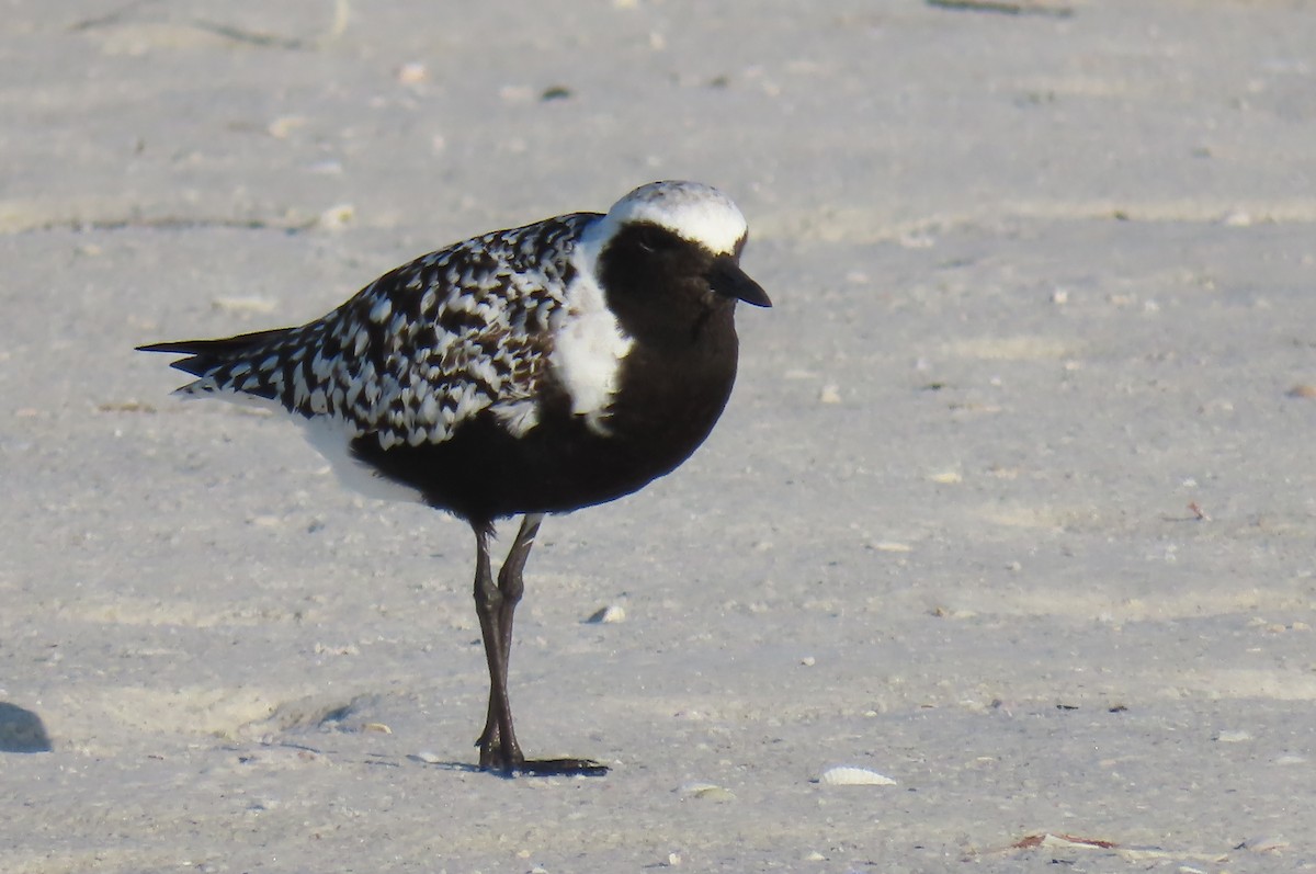 Black-bellied Plover - ML638288670