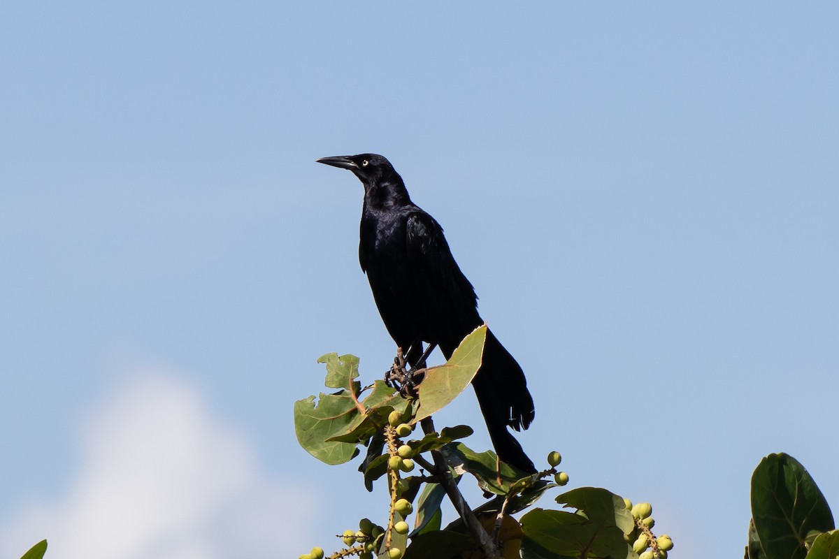 Great-tailed Grackle - ML638288672