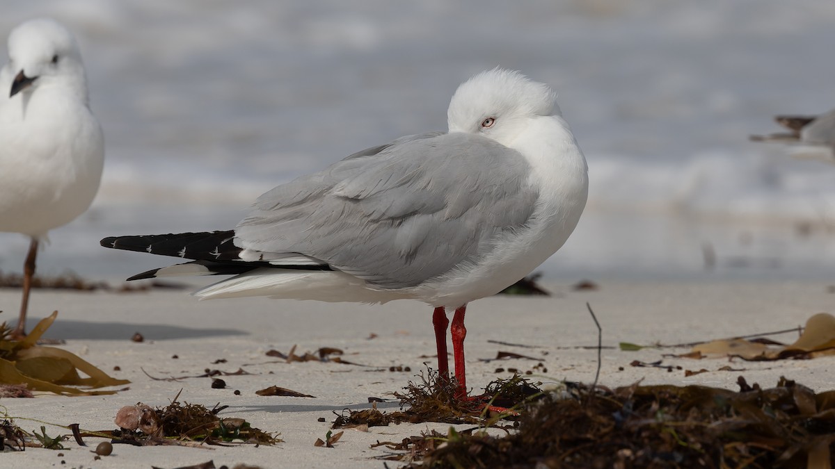 Silver Gull - ML638288673